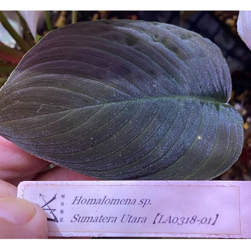 Homalomena sp. from Sumatera Utara [LA0118-02] ...