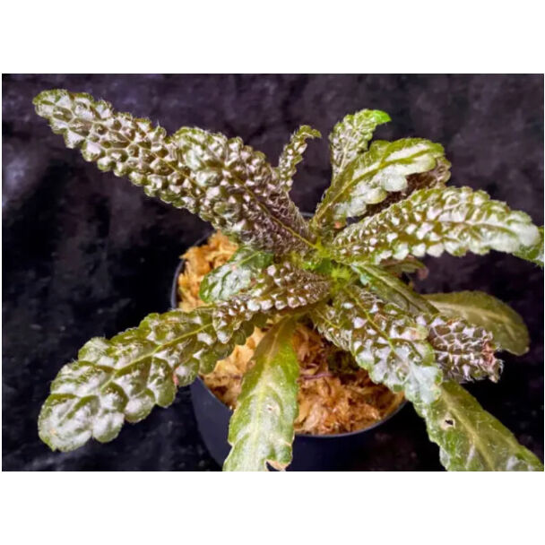 Nautilocalyx pemphidius | M・R・G・R
