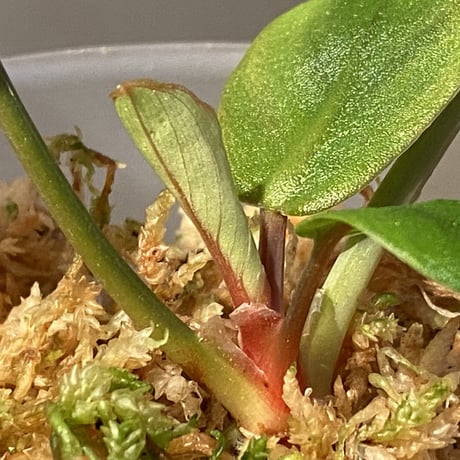 Homalomena sp. "Tutut" from Meulaboh [AZ0119-4]