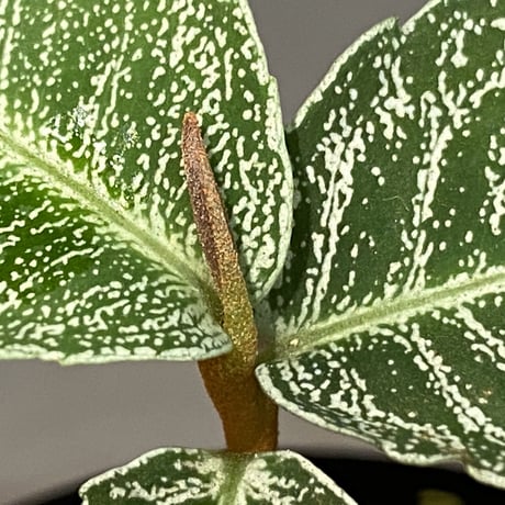 Ardisia sp. from Raub Pahang