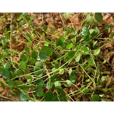 Peperomia emarginella from Colombia [LA0316-03] ②