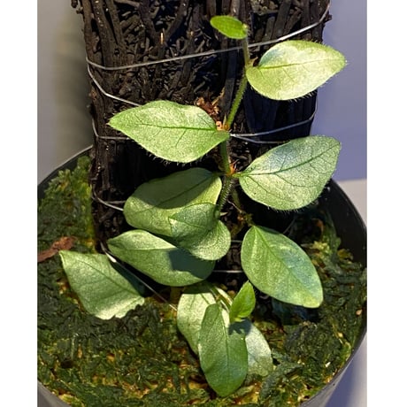 Ficus sp. from Murung raya [LA0515-05]