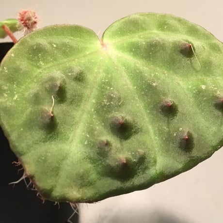 Begonia nahangensis from Na hang [YH1117]