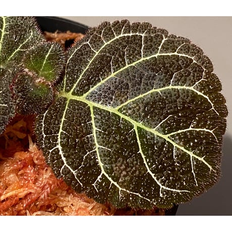 Pearcea hypocyrtiflora from Rio Napo Ecuador [tanakay] 白葉脈