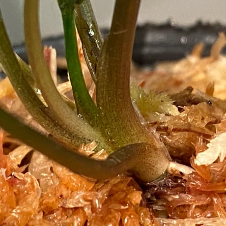 Cryptocoryne xagusii [TB]