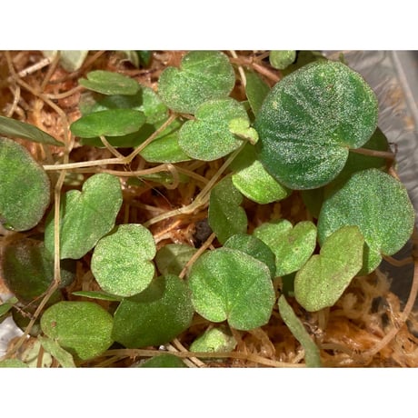 Begonia lichenora (sp.Mini) from Kalimantan Sarawak border [LA]