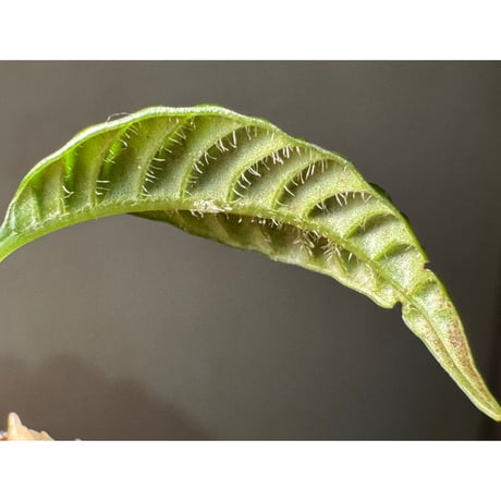 Acranthera sp. from Boyan West Kalimantan