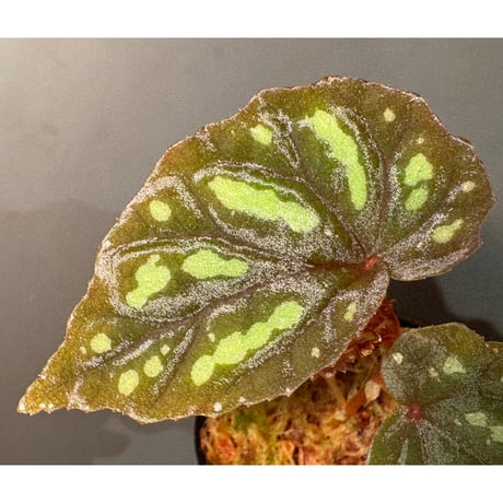 Begonia sp. "Delok" from Borneo