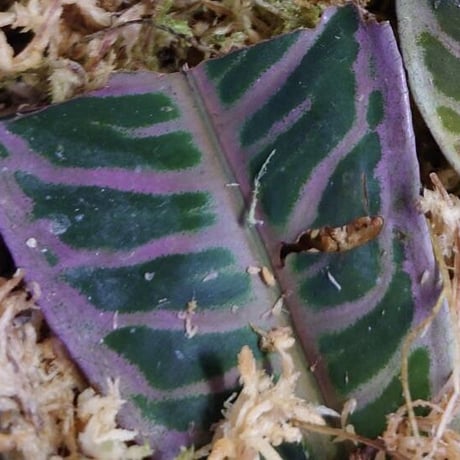 Labisia sp. "Sumatera Pink"