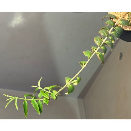 Columnea oxyphylla