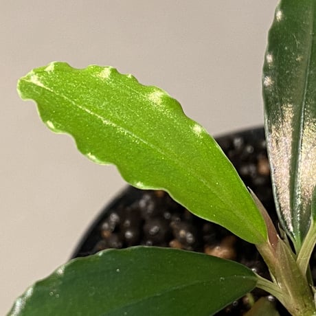 Bucepharandra sp from Kapuas-2【AZ0311-2】