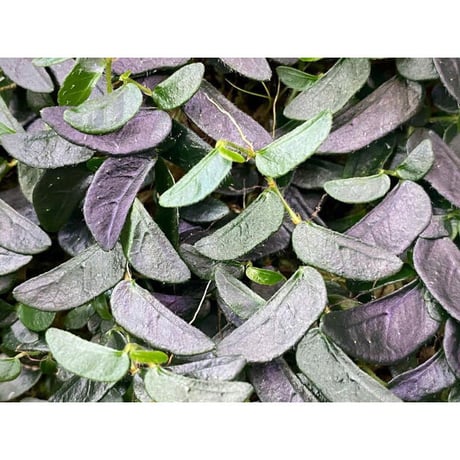 Ficus sp. from Mt. Besar