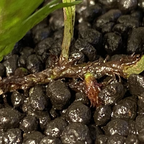 Polypodium sp. from Perak MALAYSIA [R0718-01]