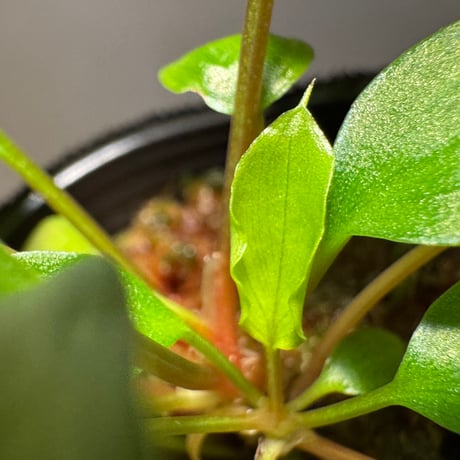 (2芽立ち タグ付き) Homalomena sp. from Tambunan [TK200217]