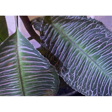 Ardisia sp. from Perlis Malaysia