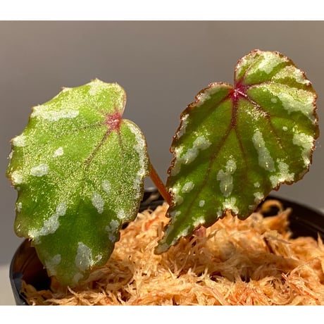 Begonia sp. from North Toraja [S0919-02] STRINGE PLANTS