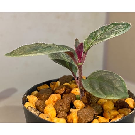 Cosmianthemum bullatum [LA0515-02]