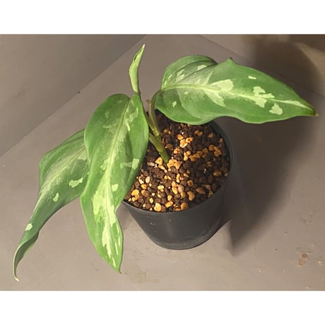 Aglaonema pictum A from Aceh sumatera [LA1115-03 i] ③