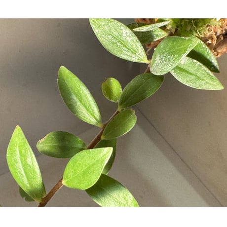 Ceratostema kiatana
