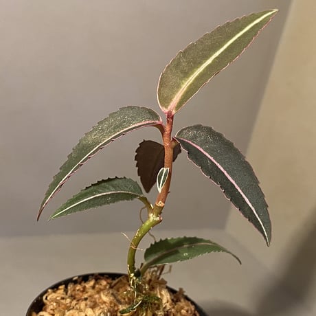 Labisia pumila from Nanga Assam