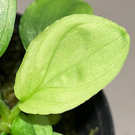 Homalomena sp. "Kayu Lapis" White Kal-barat [TB]