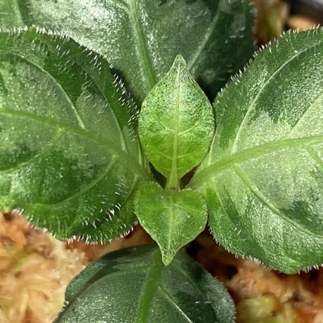 Gymnostachyum sp. from Aceh sumatera [LA1116-02]