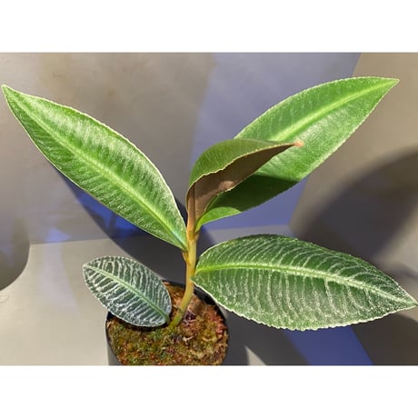 (大株) Ardisia sp. from Sumatera barat [TB]
