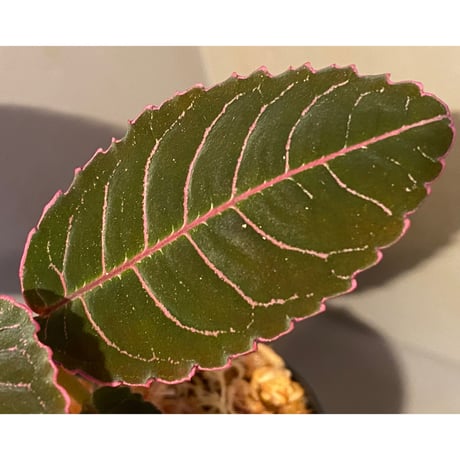 Labisia sp. from Riau sumatera