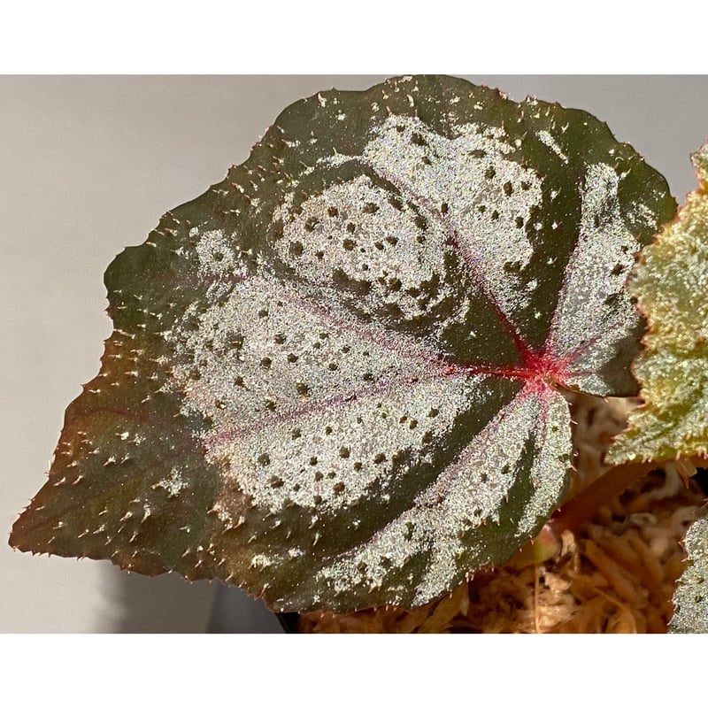 peculiarman　Begonia 5点同梱発送 peculiarman Begonia 5点同梱発送 Begonia sp. from North
