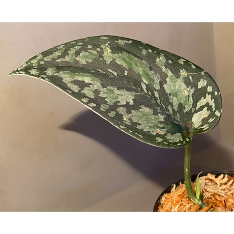 Scindapsus pictus "Tricolor" from West Borneo