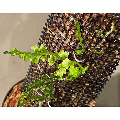 Teratophyllum aculeatum from Nanga pinoh [TB]