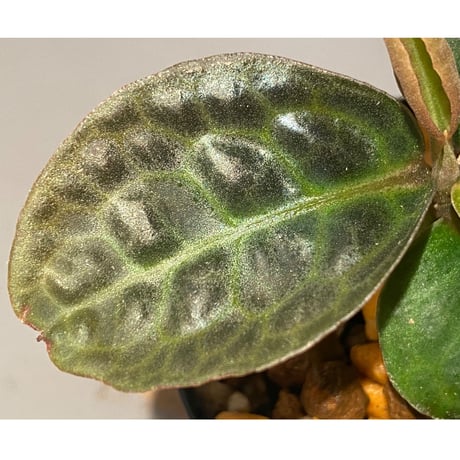 Ardisia sp. "Turtle Back" from Borneo