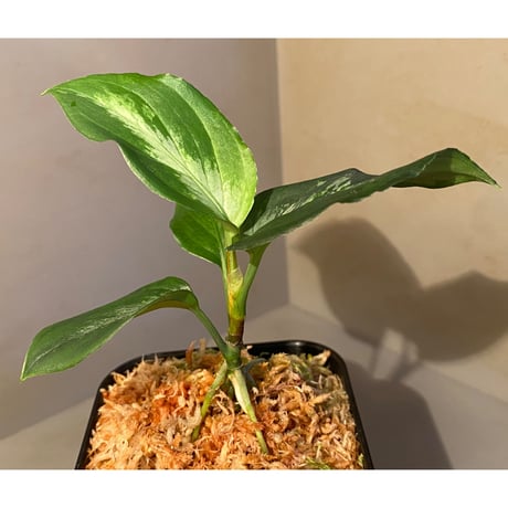 Aglaonema pictum "Blue Nias" from Pulau Nias [AZ0912-3.5]