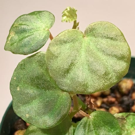 Begonia sp. from Sarawak