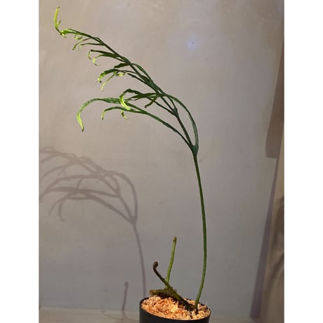 Microsorium sp. from Saripoi [LA0515-02] ①