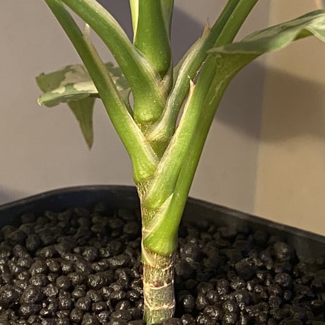 Aglaonema pictum tricolor "妖鳥" from Aceh sumatera [LA0313-00]