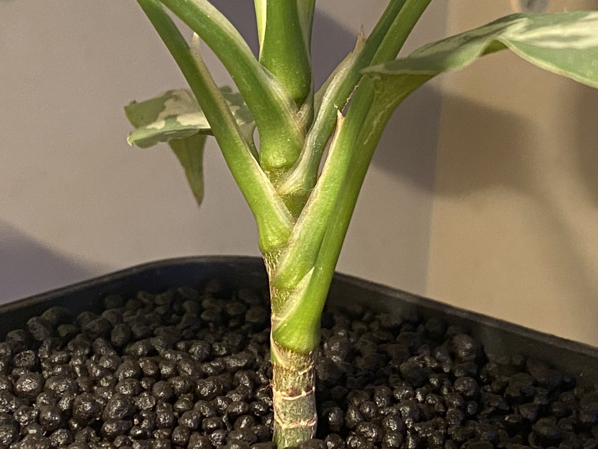 Aglaonema pictum tricolor 