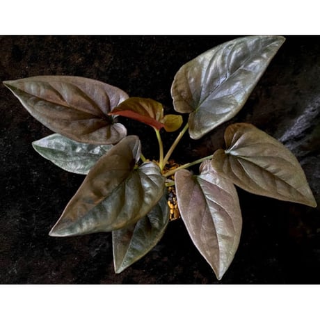 Syngonium sp. from Choco Colombia [tanakay]