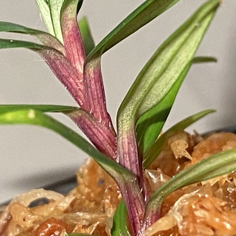 Freycinetia sp. from Setiu