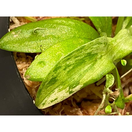 Schismatoglottis sp. "初霜錦" from Murung raya [LA0515-05]