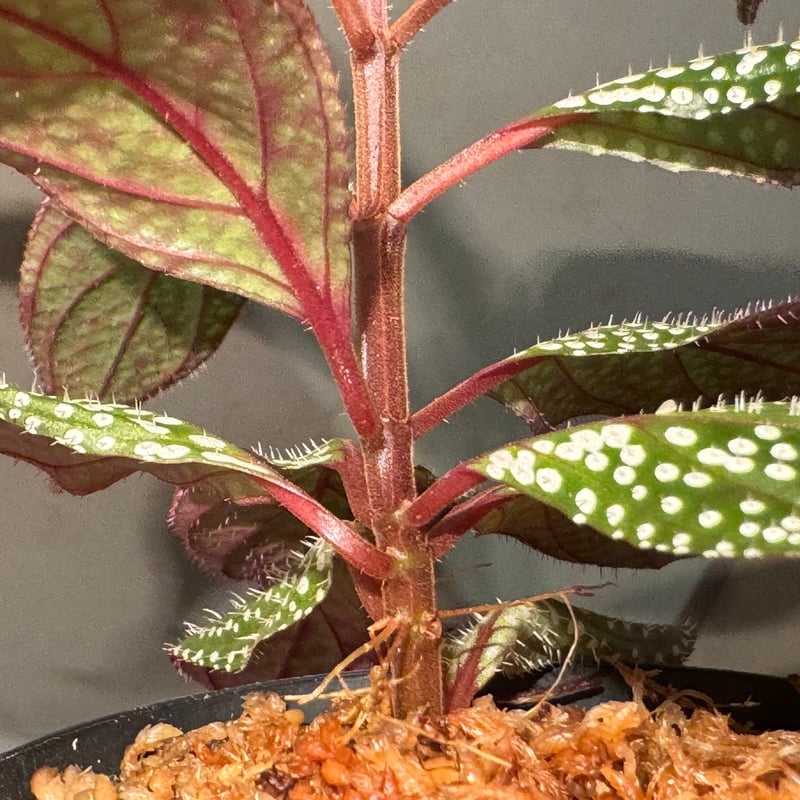 Sonerila sp. mamei | M・R・G・R