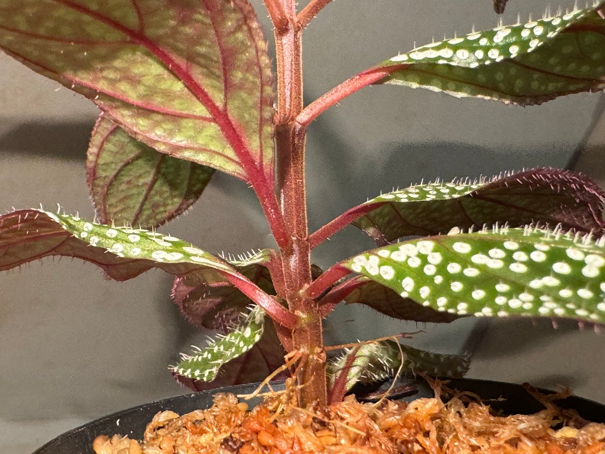 Sonerila sp. mamei | M・R・G・R