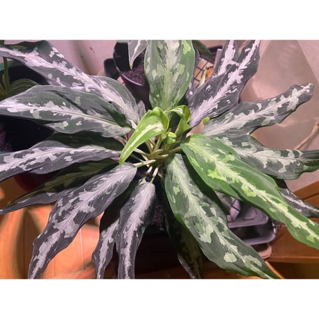 Aglaonema pictum A from Aceh sumatera [LA1115-03 i] ③