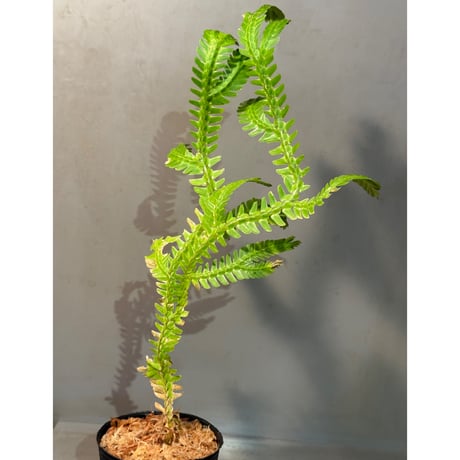 Selaginella sp. from Landak West Kalimantan