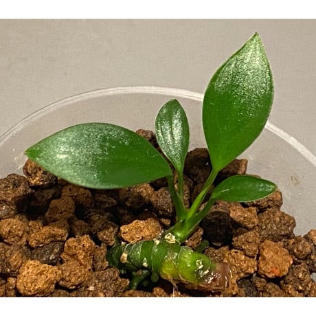 Anubias barteri var.nana (sp.?) "Muyuka Cameroon" 2018年 リオ入荷株 ②