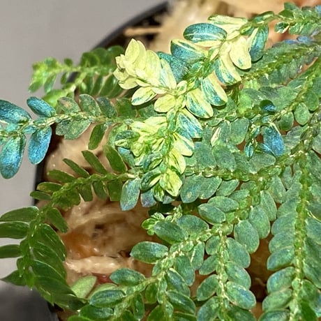 Selaginella willdenowii "variegata" 伊藤蟻植物農園 ③