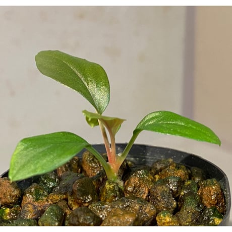 Homalomena sp. from Solok sumatera [LA0315-2]