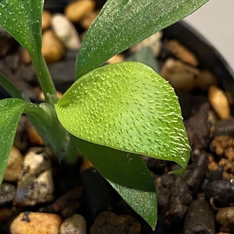 Homalomena hasei "狐尾" from Aceh sumatera [LA0616-04]