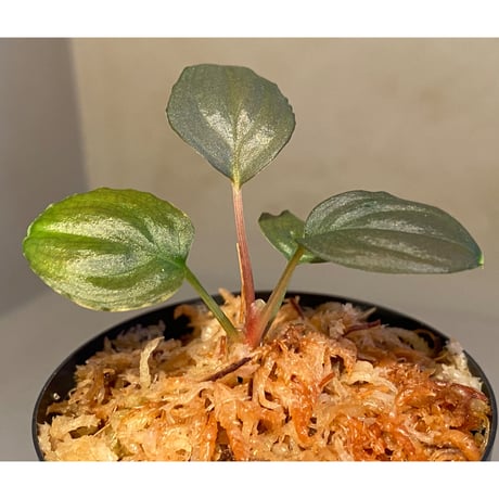 (本タグ付き) Homalomena sp. "Silver Bullet" from P.Lingga [AZ0917-1]