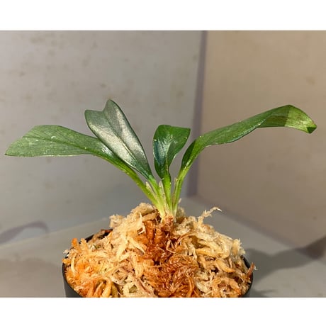 Rhaphidophora sp. "Silver" from Pulau Singkep